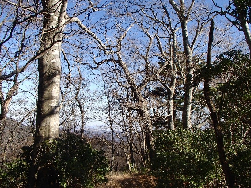 12月1日丹沢山標高約1350メートル