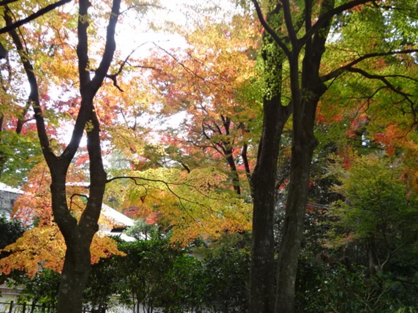 12月2日日向薬師周辺