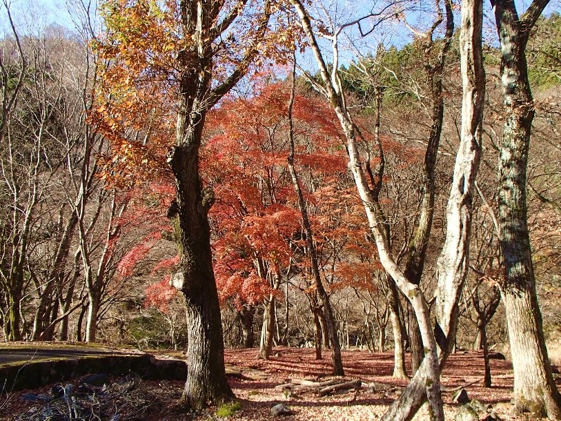 令和7年12月8日西丹沢ビジターセンター