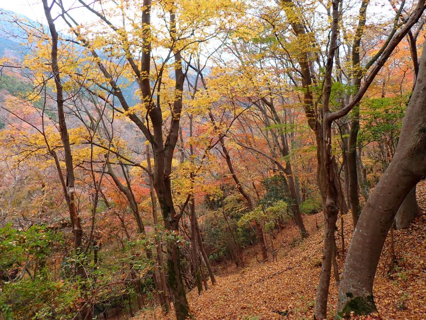 12月3日櫟山標高約600メートル付近