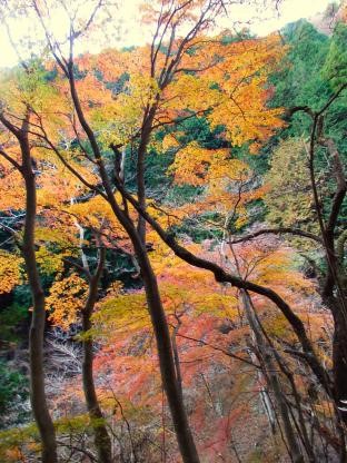 ヤビツ峠周辺標高約650メートル