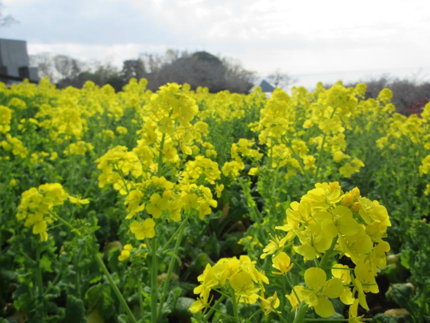 散策路からの菜の花