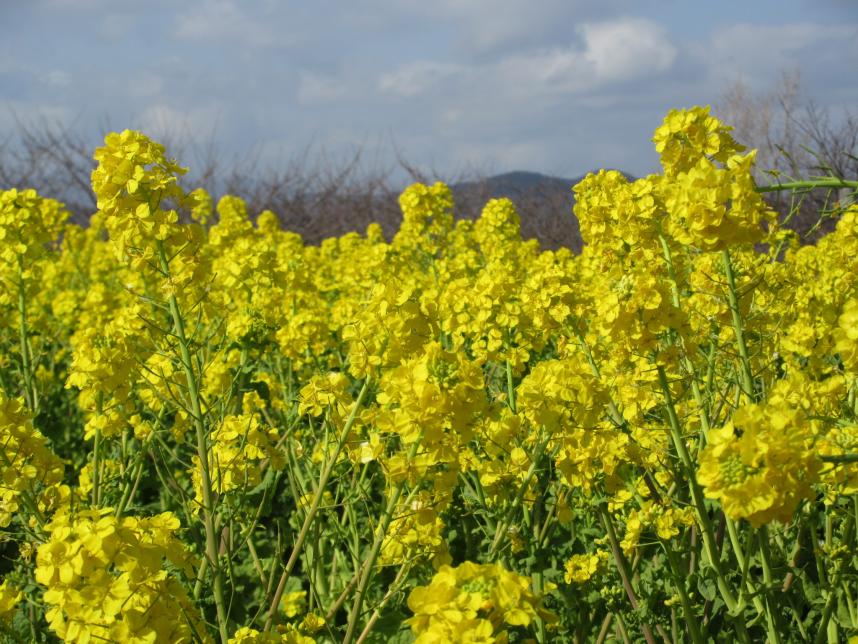 日が差してきたころの菜の花