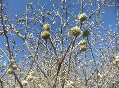 令和8年1月17日大野山山頂