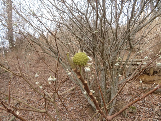令和8年1月28日大山見晴台周辺