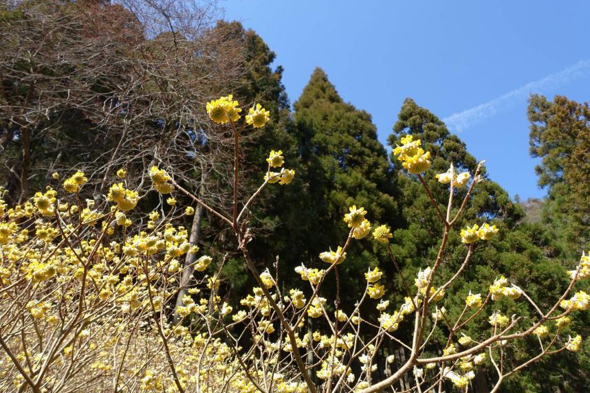 令和8年3月11日不動尻ミツマタ