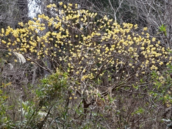 令和8年3月12日蓑毛周辺ミツマタ