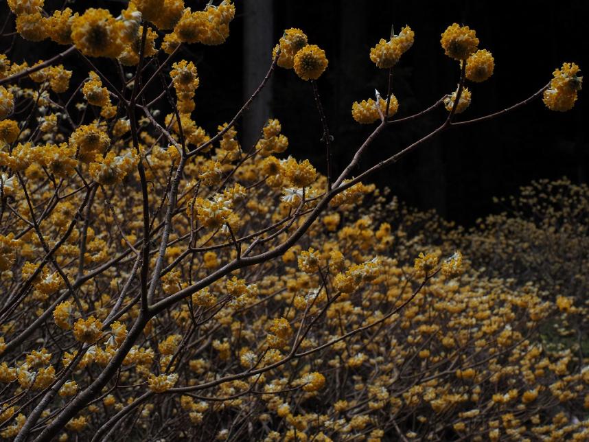 令和8年3月17日不動尻ミツマタ1