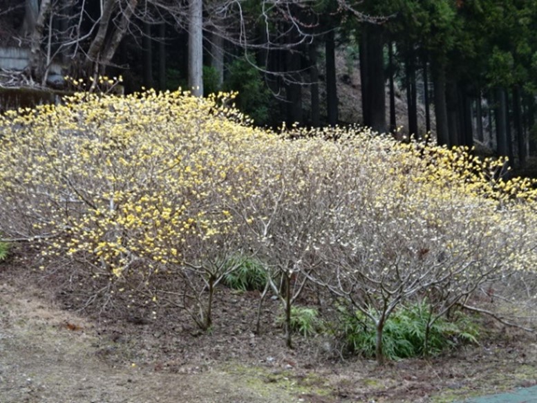 令和8年3月17日不動尻ミツマタ2