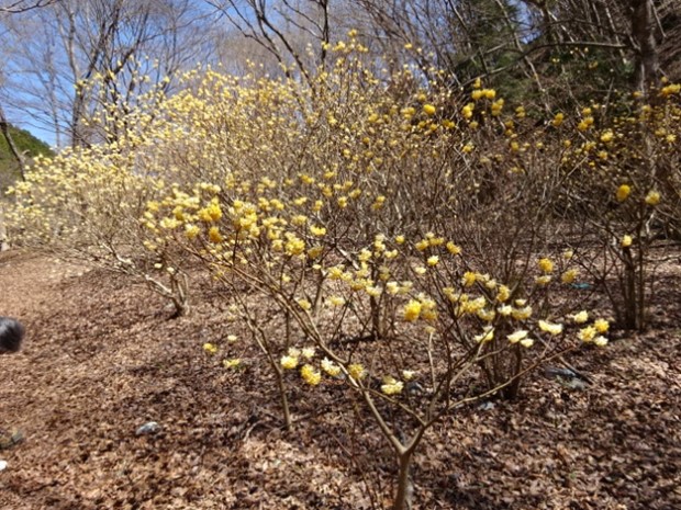 令和3月24日玄倉バス停ミツマタ