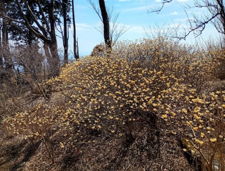 令和8月24日大山見晴台ミツマタ