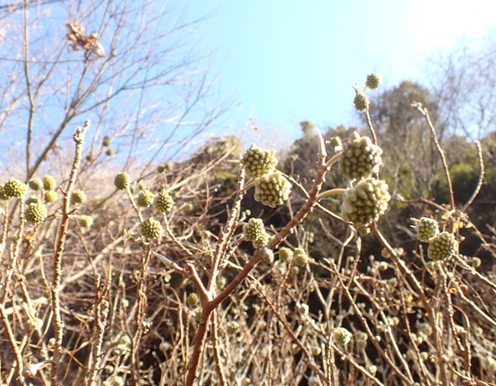 白石林道終点周辺