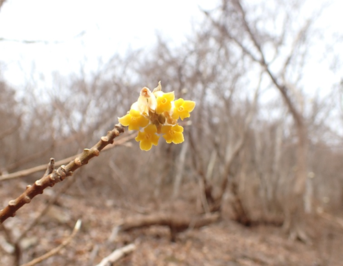 ゴーラ沢出合周辺