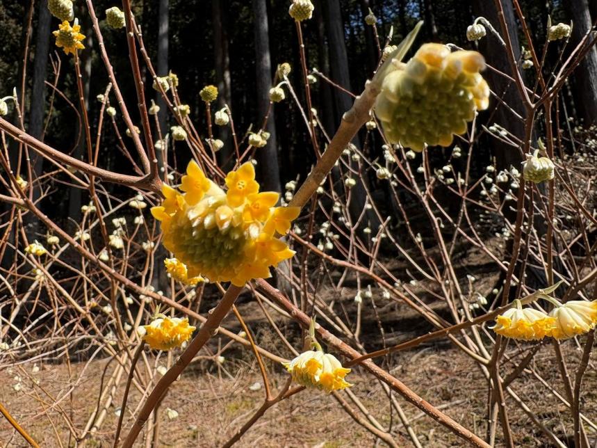 ヤビツ峠と札掛の間のミツマタ