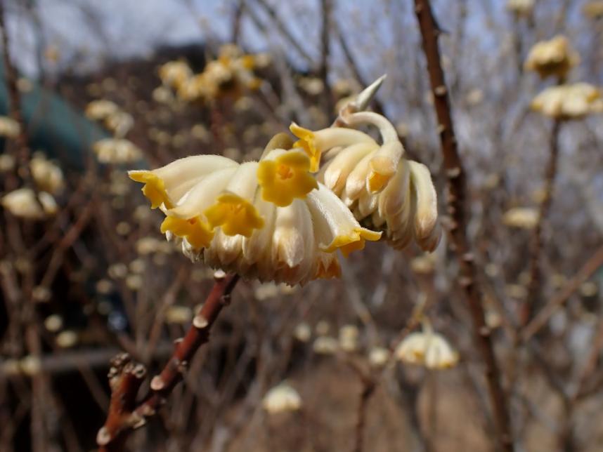西丹沢ビジターセンター周辺のミツマタ