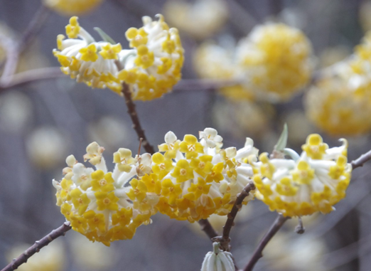 蓑毛とヤビツ峠の間　標高約500メートル