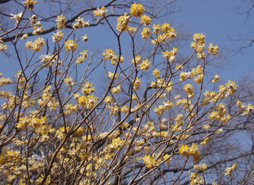 雷ノ峰尾根標高約700メートル