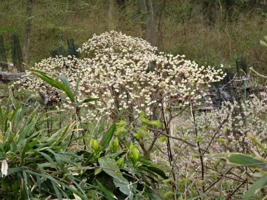 3月30日弘法山馬場道