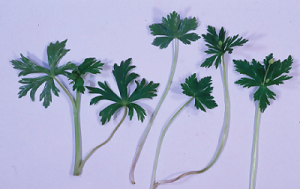 matigaeyasuitorikabutov2