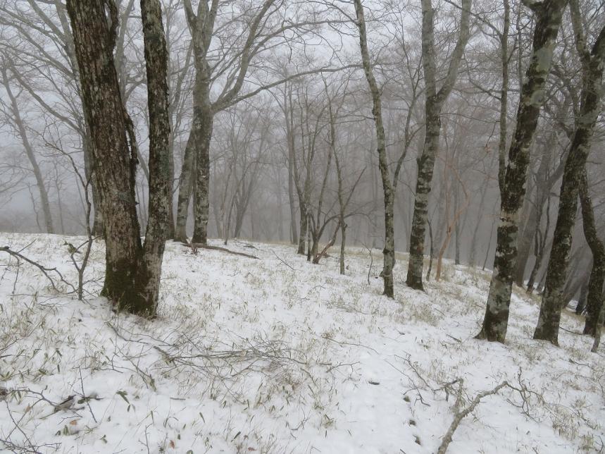熊笹ノ峰山頂周辺