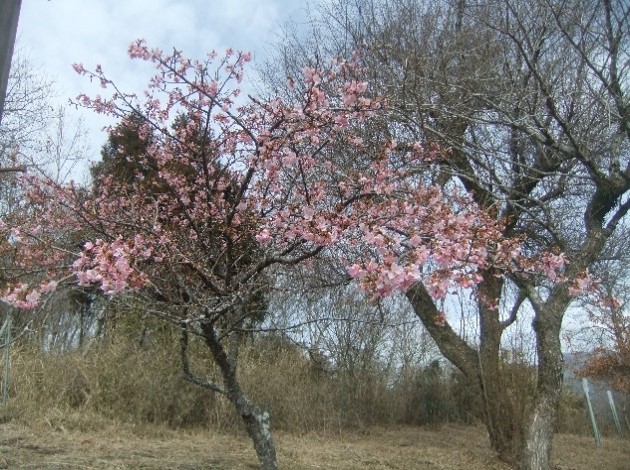 2月27日大野山山頂サクラ