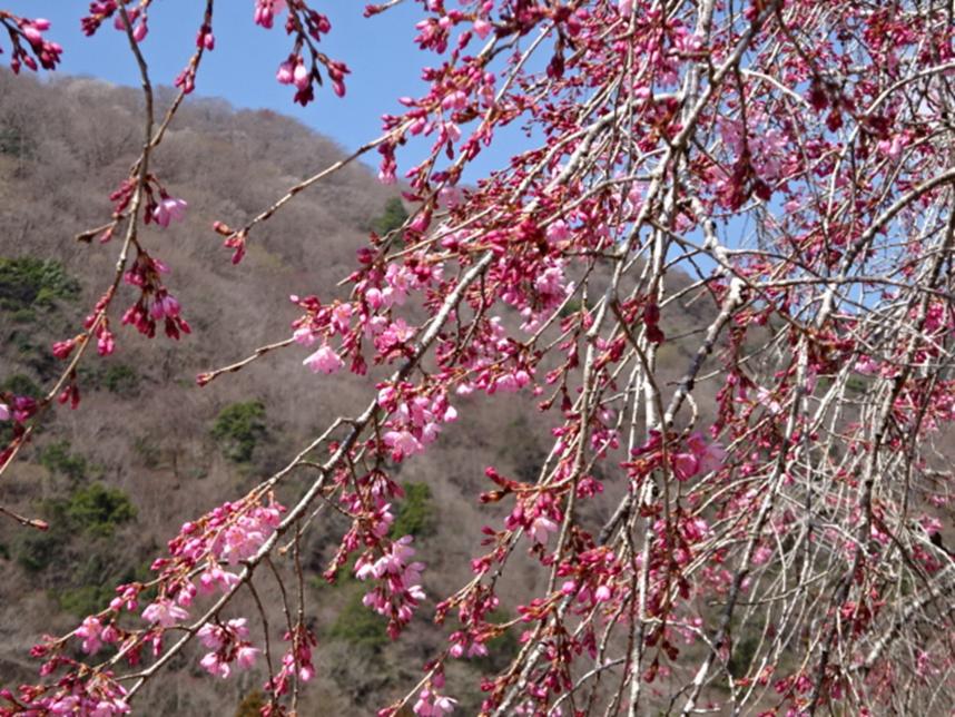 令和3月24日丹沢湖サクラ
