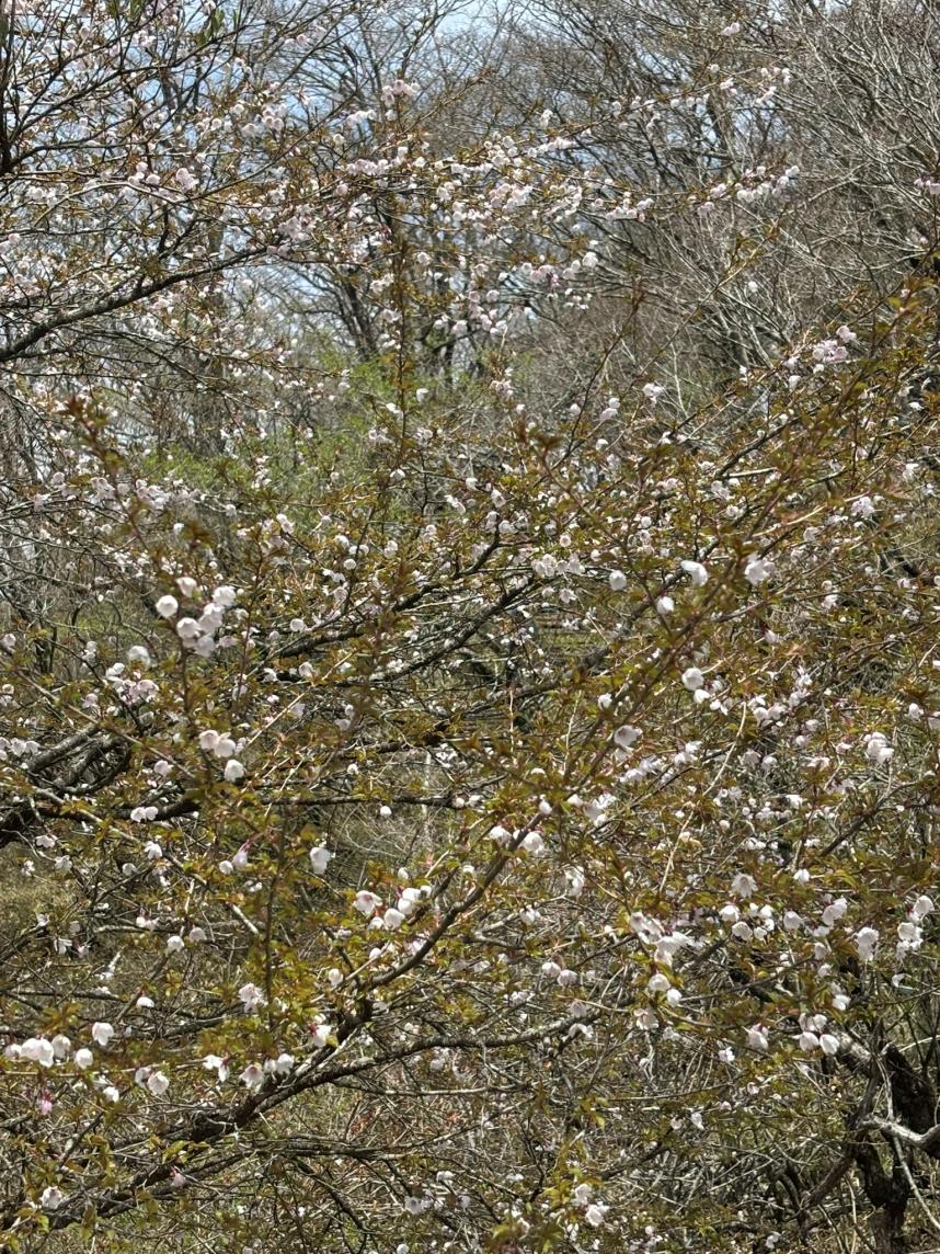 令和8年4月28日大倉尾根花立サクラ