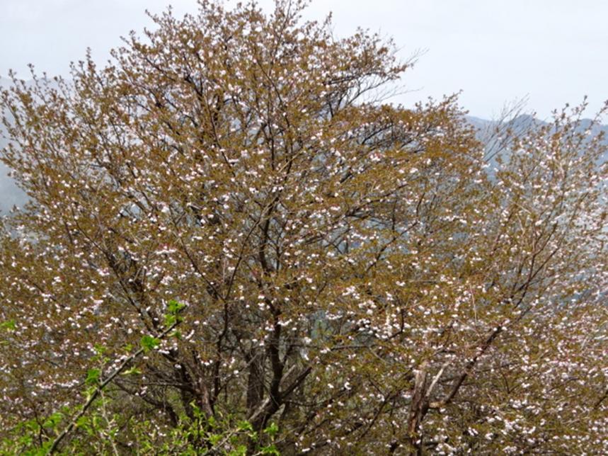 令和8年4月28日大山山頂サクラ類