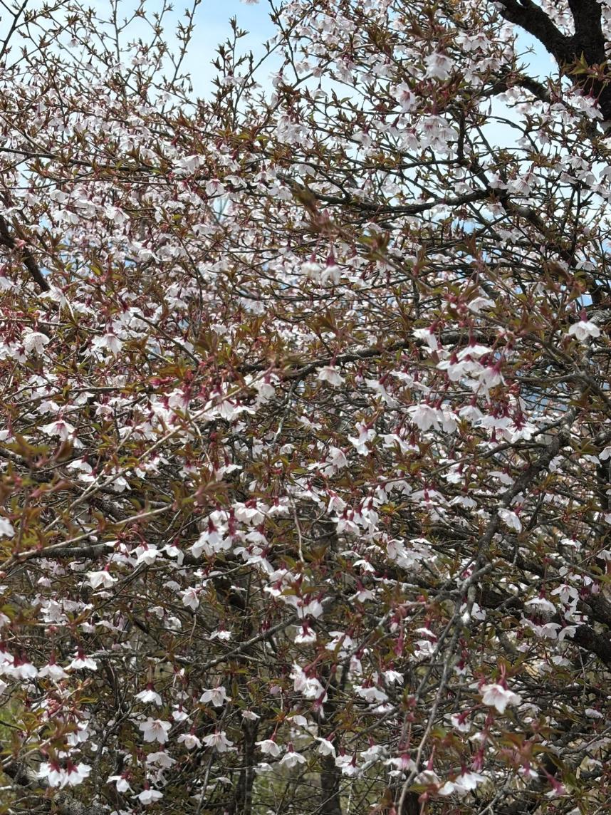 令和8年4月28日塔ノ岳山頂サクラ