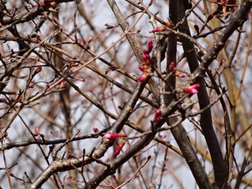 権現山（秦野市）