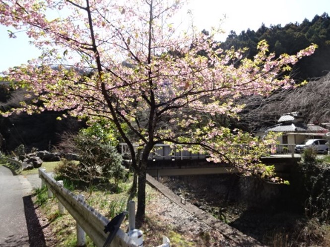 日向薬師周辺のサクラ