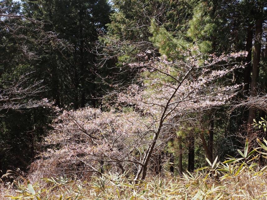 明王峠のサクラ