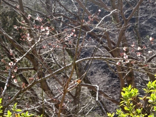 大山寺のサクラの類