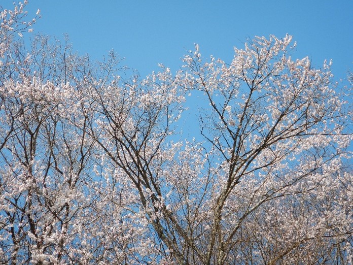 奈良本標高約300メートル