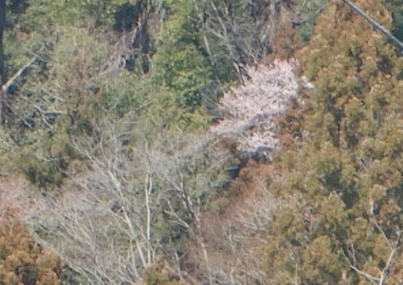 奈良本　標高約400メートルからの眺め