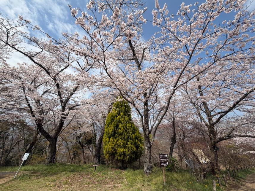 3月30日権現山山頂
