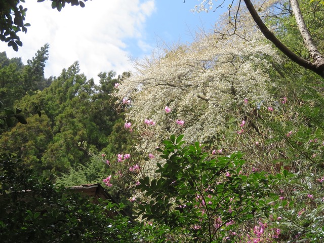 大蔵里山中腹