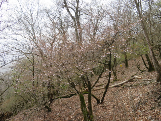 菰釣山山頂のサクラは見ごろ
