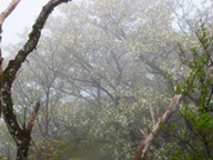 二ノ塔山頂周辺のヤマザクラ