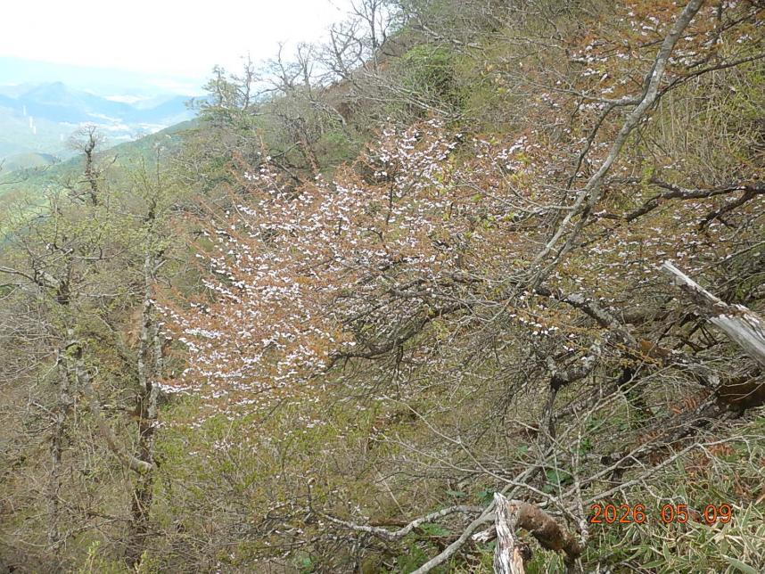 山頂と棚沢ノ頭の間