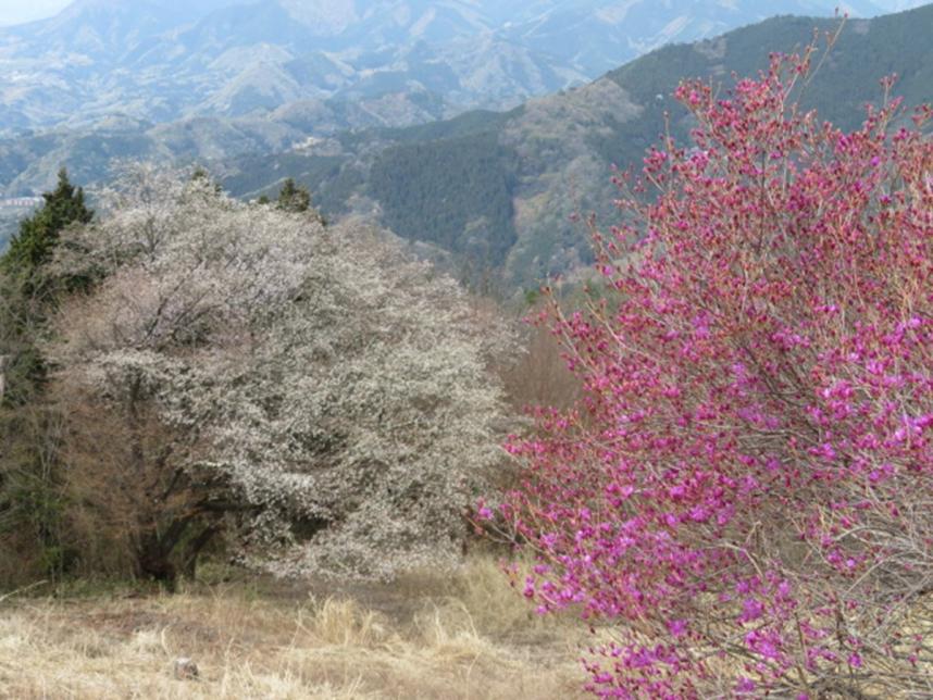 20260409陣馬山山頂ツツジ類咲き始め