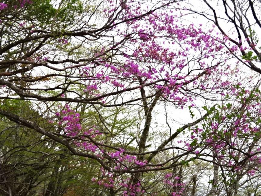令和8年4月28日大山標高約1100mツツジ