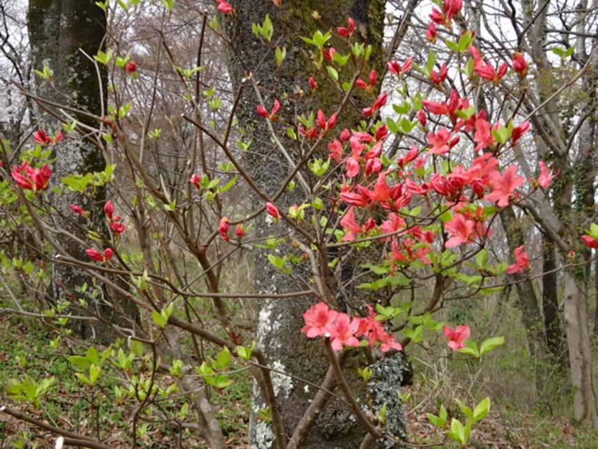 権現山山頂周辺