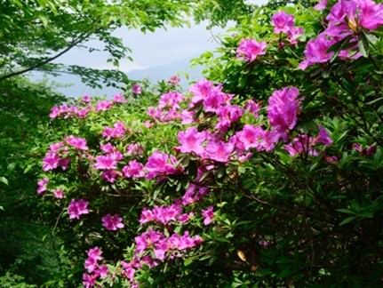権現山中腹