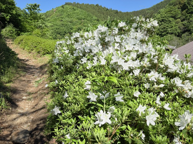 和田登山口周辺のつつじ類