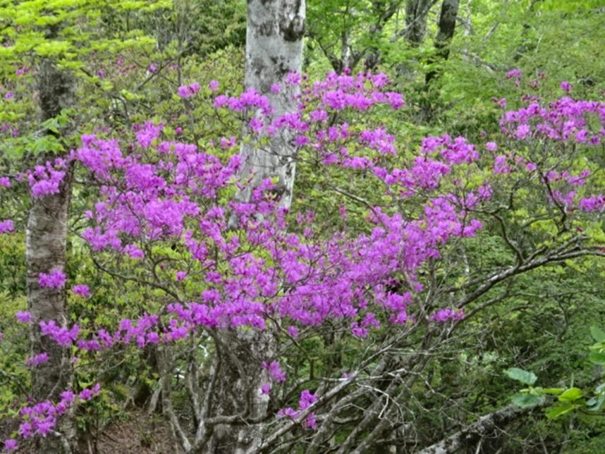 畦ヶ丸山頂周辺のトウゴクミツバツツジ