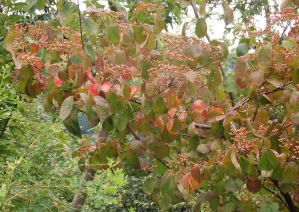 吾妻山周辺の紅葉