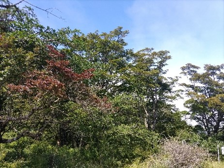 丹沢山山頂の紅葉