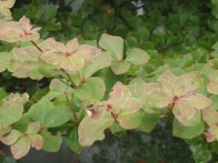行者ヶ岳のシロヤシオの紅葉