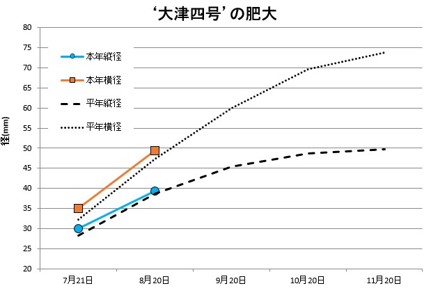 大津四号肥大